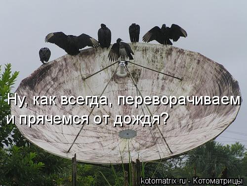 Ну, как всегда, переворачиваем и прячемся от дождя?... Котоматрица: Ну, как всегда, переворачиваем и прячемся от дождя?