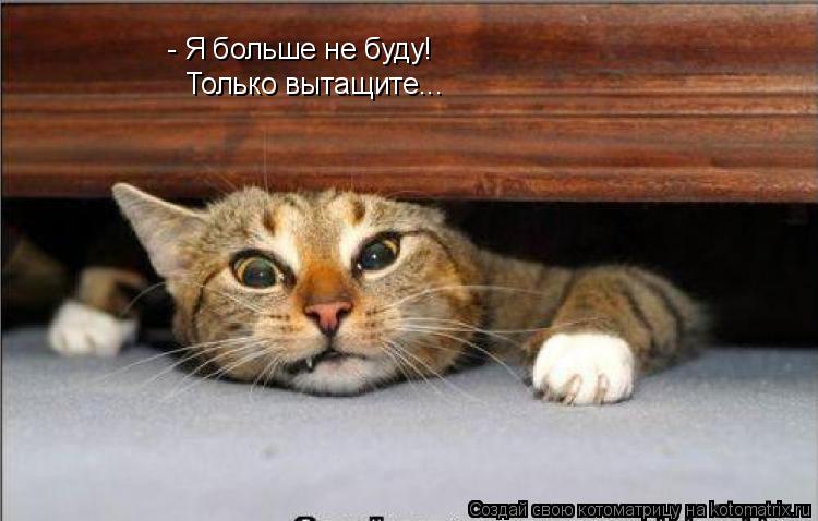 - Я больше не буду! Только вытащите...... Котоматрица: - Я больше не буду! Только вытащите...