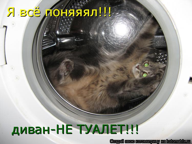 Я всё поняяял!!! диван-НЕ ТУАЛЕТ!!!... Котоматрица: Я всё поняяял!!! диван-НЕ ТУАЛЕТ!!!
