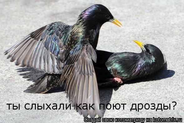 ты слыхали как поют дрозды?... Котоматрица: ты слыхали как поют дрозды?