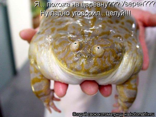 Я... похожа на царевну??? Уверен??? Ну ладно уговорил...целуй!!!... Котоматрица: Я... похожа на царевну??? Уверен??? Ну ладно уговорил...целуй!!!