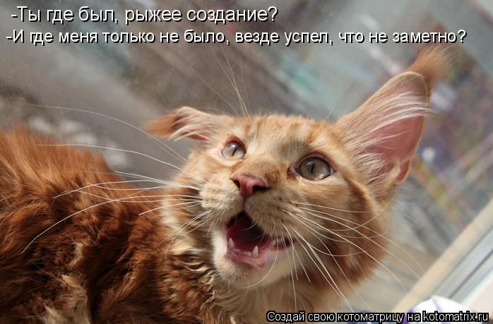 -Ты где был, рыжее создание? -И где меня только не было, везде успел, что не заметно?... Котоматрица: -Ты где был, рыжее создание? -И где меня только не было, везде успел, что не заметно?
