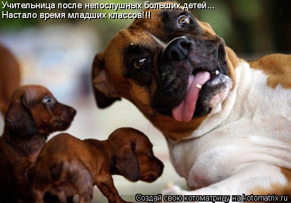 Учительница после непослушных больших детей... Настало время младших классов!!!... Котоматрица: Учительница после непослушных больших детей... Настало время младших классов!!!