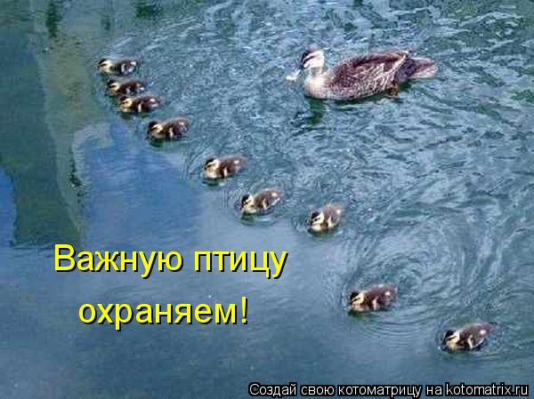 Важную птицу охраняем!... Котоматрица: Важную птицу охраняем!