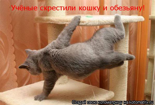 Учёные скрестили кошку и обезьяну!... Котоматрица: Учёные скрестили кошку и обезьяну!