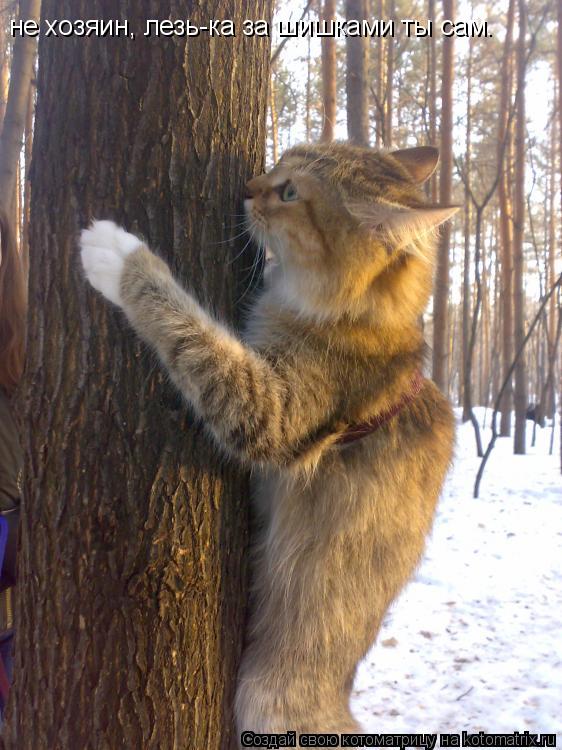 не хозяин, лезь-ка за шишками ты сам.... Котоматрица: не хозяин, лезь-ка за шишками ты сам.