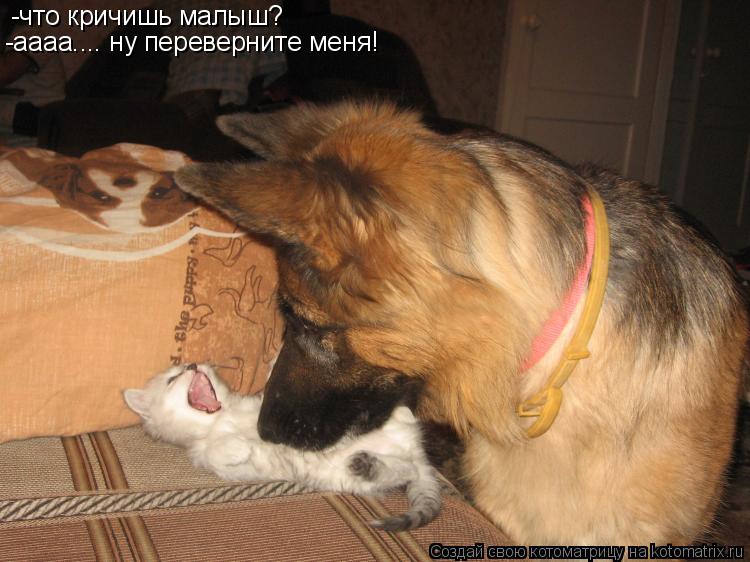 -что кричишь малыш? -аааа.... ну переверните меня!... Котоматрица: -что кричишь малыш? -аааа.... ну переверните меня!