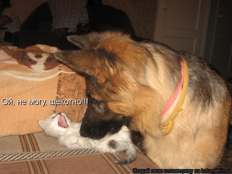Ой, не могу, щекотно!!!... Котоматрица: Ой, не могу, щекотно!!!