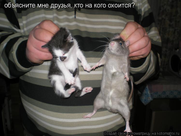 объясните мне друзья, кто на кого охоится?... Котоматрица: объясните мне друзья, кто на кого охоится?