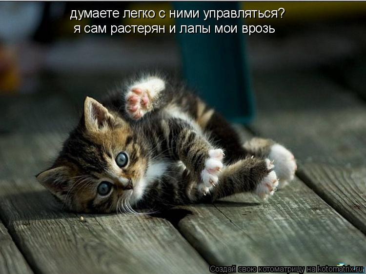 думаете легко с ними управляться? я сам растерян и лапы мои врозь... Котоматрица: думаете легко с ними управляться? я сам растерян и лапы мои врозь