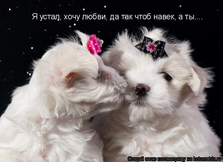 Я устал, хочу любви, да так чтоб навек, а ты....... Котоматрица: Я устал, хочу любви, да так чтоб навек, а ты....