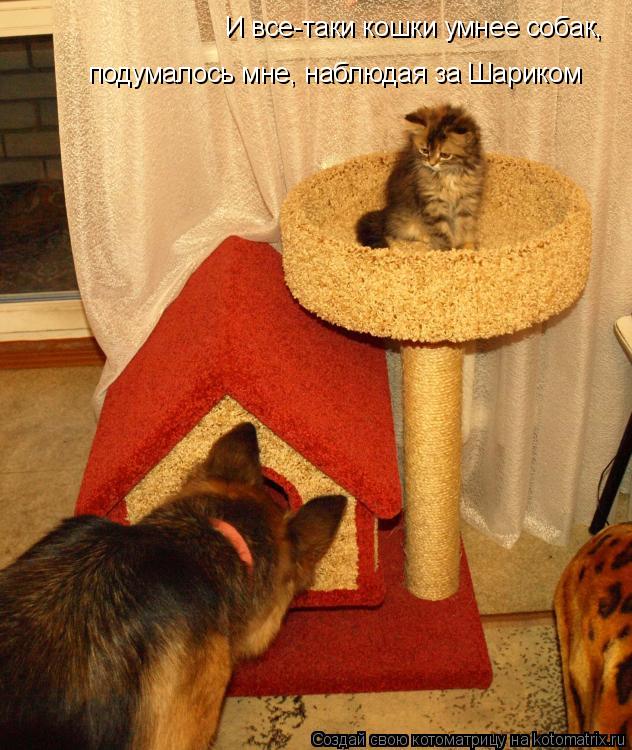 И все-таки кошки умнее собак, подумалось мне, наблюдая за Шариком... Котоматрица: И все-таки кошки умнее собак, подумалось мне, наблюдая за Шариком