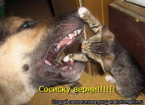 Сосиску верни!!!!!!... Котоматрица: Сосиску верни!!!!!!