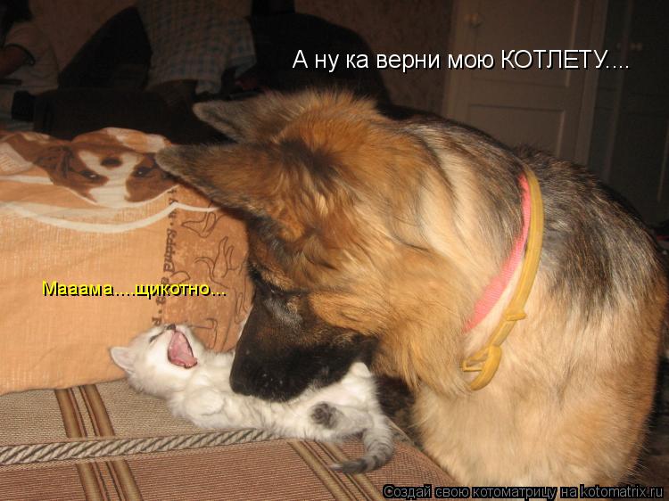 А ну ка верни мою КОТЛЕТУ.... Мааама....щикотно...... Котоматрица: А ну ка верни мою КОТЛЕТУ.... Мааама....щикотно...