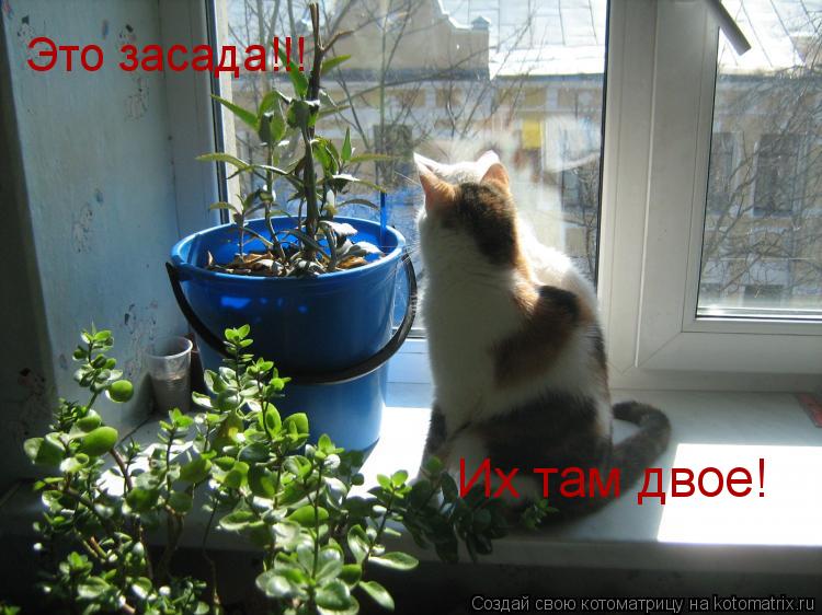 Это засада!!! Их там двое!... Котоматрица: Это засада!!! Их там двое!