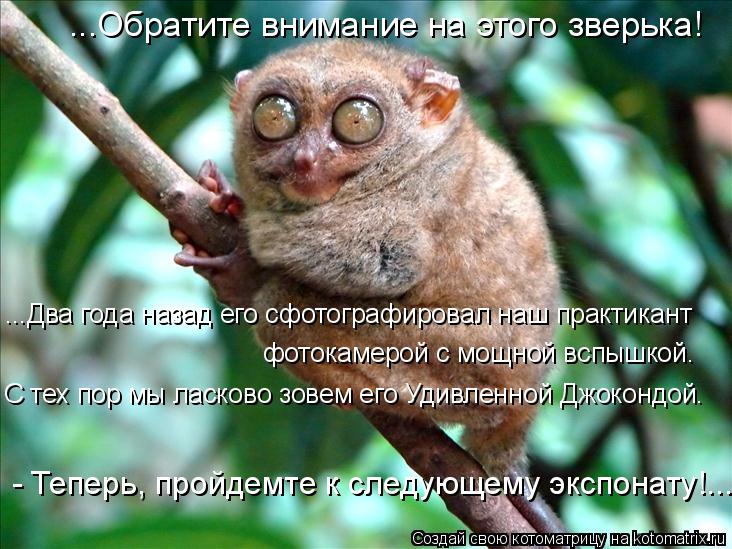 Котоматрица: ...Обратите внимание на этого зверька! ...Два года назад его сфотографировал наш практикант фотокамерой с мощной вспышкой.  С тех пор мы ласко