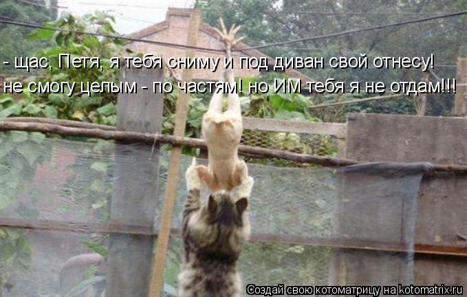 - щас, Петя, я тебя сниму и под диван свой отнесу! не смогу целым - по частям! но ИМ тебя я не отдам!... Котоматрица: - щас, Петя, я тебя сниму и под диван свой отнесу! не смогу целым - по частям! но ИМ тебя я не отдам!!!