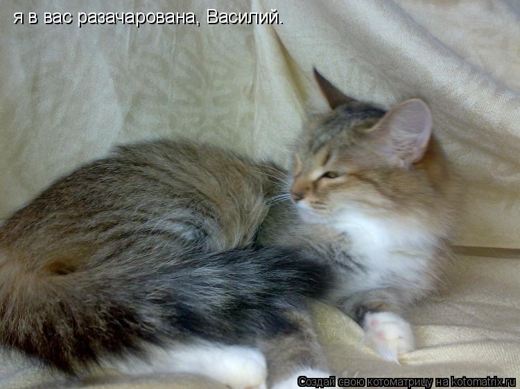 я в вас разачарована, Василий.... Котоматрица: я в вас разачарована, Василий.