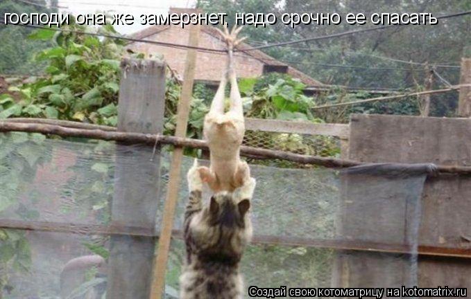 господи она же замерзнет, надо срочно ее спасать... Котоматрица: господи она же замерзнет, надо срочно ее спасать
