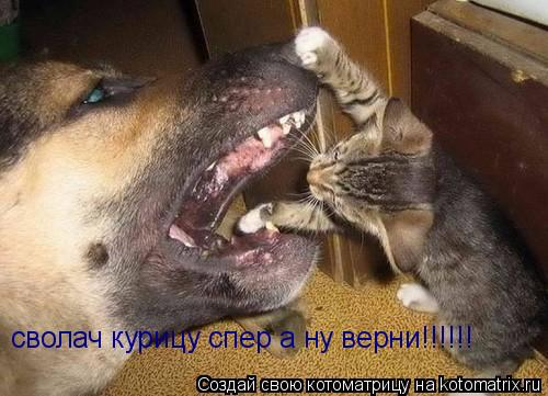 сволач курицу спер а ну верни!!!!!!... Котоматрица: сволач курицу спер а ну верни!!!!!!