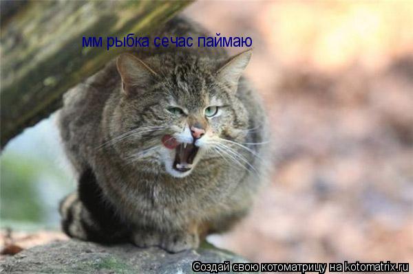 мм рыбка сечас паймаю... Котоматрица: мм рыбка сечас паймаю