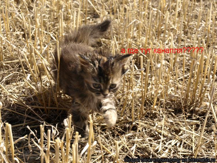 а где тут канапля?????... Котоматрица: а где тут канапля?????