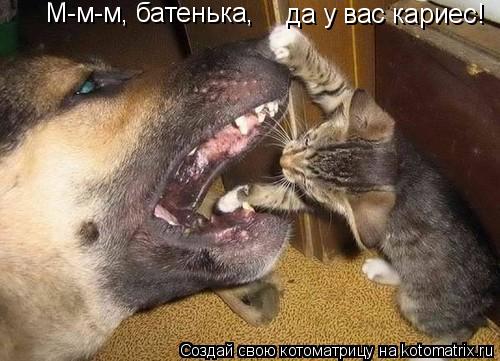 М-м-м, батенька, да у вас кариес!... Котоматрица: М-м-м, батенька, да у вас кариес!