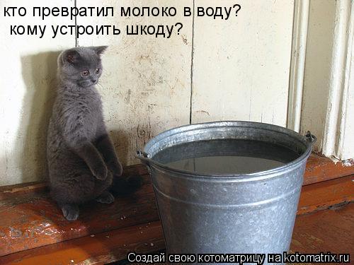 кто превратил молоко в воду? кому устроить шкоду?... Котоматрица: кто превратил молоко в воду? кому устроить шкоду?