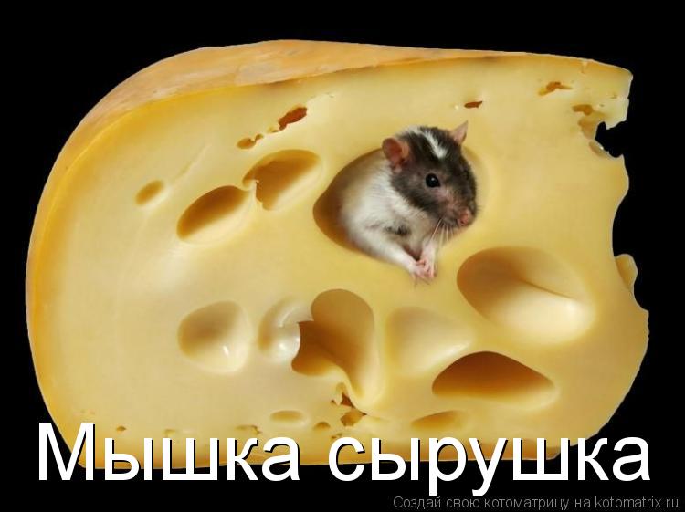 Мышка сырушка... Котоматрица: Мышка сырушка