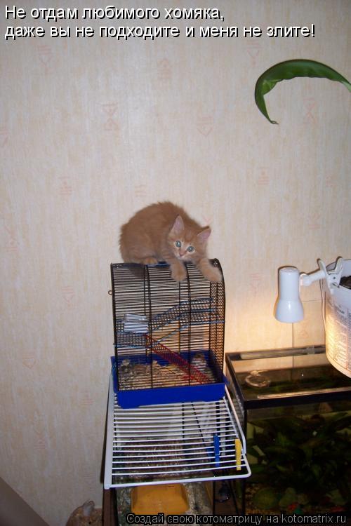 Не отдам любимого хомяка, даже вы не подходите и меня не злите!... Котоматрица: Не отдам любимого хомяка, даже вы не подходите и меня не злите!