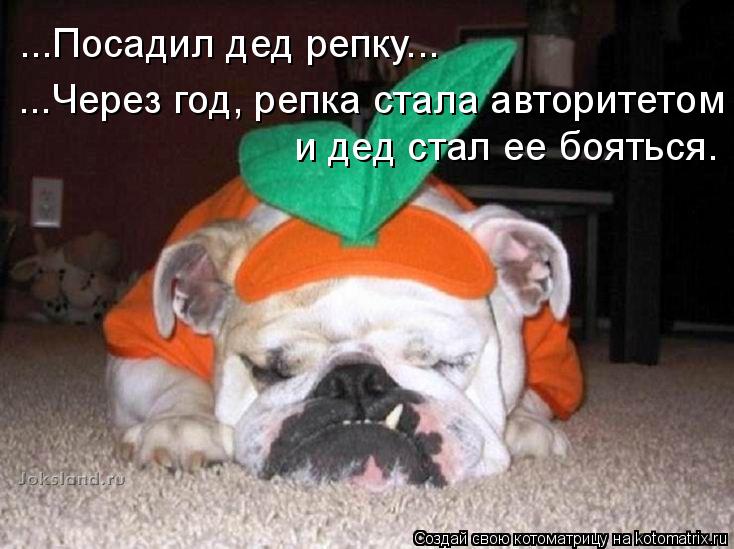 Котоматрица: ...Посадил дед репку... ...Через год, репка стала авторитетом и дед стал ее бояться.
