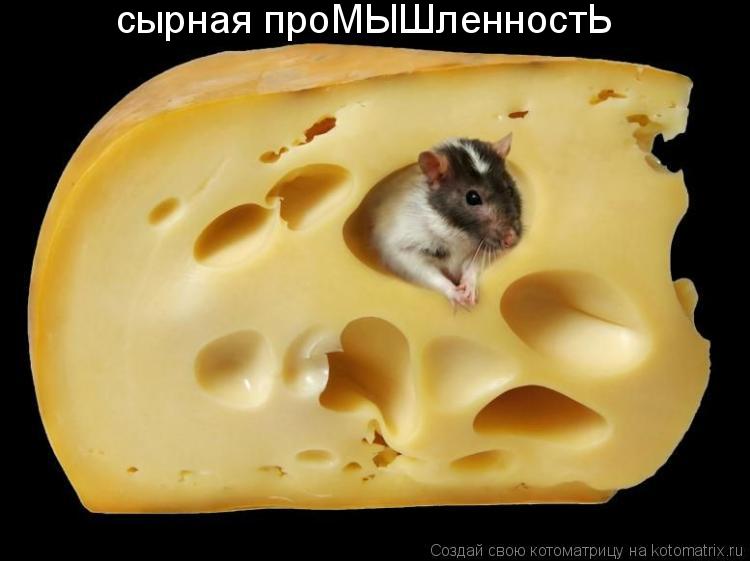 сырная проМЫШленностЬ... Котоматрица: сырная проМЫШленностЬ