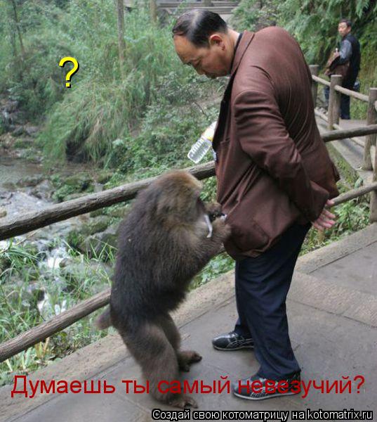 Думаешь ты самый невезучий? ?... Котоматрица: Думаешь ты самый невезучий? ?