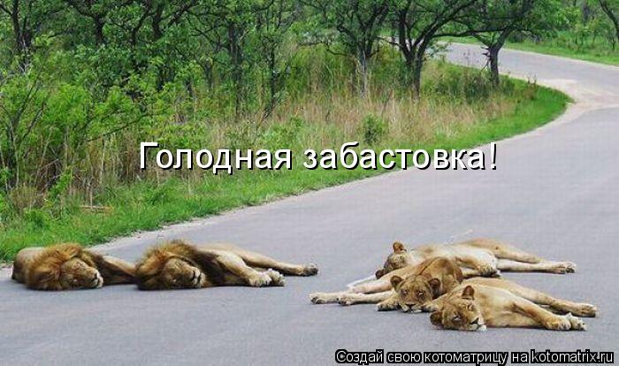 Голодная забастовка!... Котоматрица: Голодная забастовка!