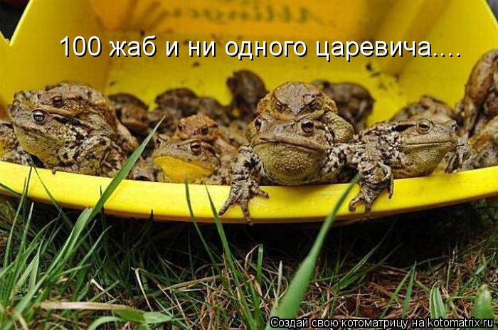 Котоматрица: 100 жаб и ни одного царевича....