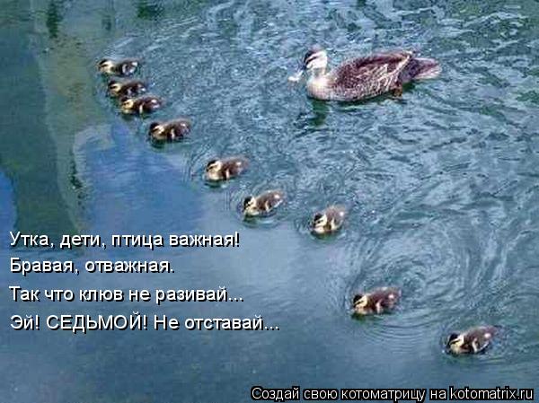 Котоматрица: Утка, дети, птица важная! Бравая, отважная. Так что клюв не разивай... Эй! СЕДЬМОЙ! Не отставай...