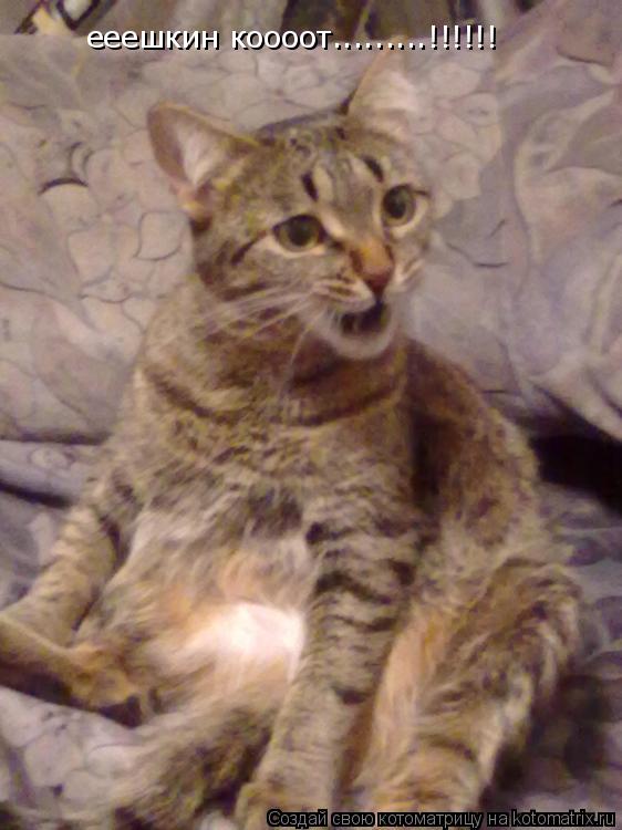 Котоматрица: ееешкин коооот.........!!!!!!