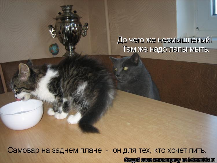 До чего же несмышленый! Там же надо лапы мыть. Самовар на заднем плане - он для тех, кто хочет пит... Котоматрица: До чего же несмышленый! Там же надо лапы мыть. Самовар на заднем плане - он для тех, кто хочет пить.