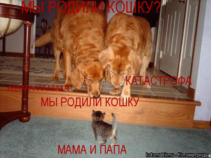 Котоматрица: МЫ РОДИЛИ КОШКУ? АААААААААААААА КАТАСТРОФА МАМА И ПАПА МЫ РОДИЛИ КОШКУ