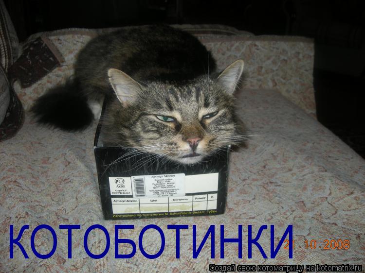 Котоматрица: КОТОБОТИНКИ