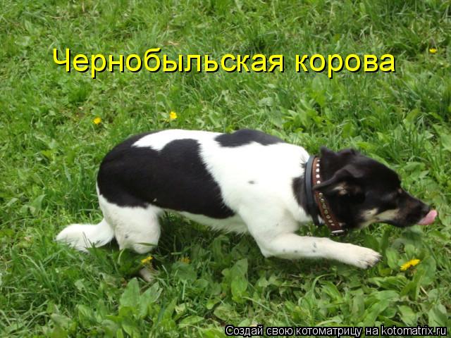 Котоматрица: Чернобыльская корова