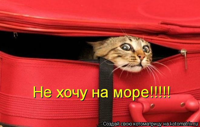 Котоматрица: Не хочу на море!!!!!