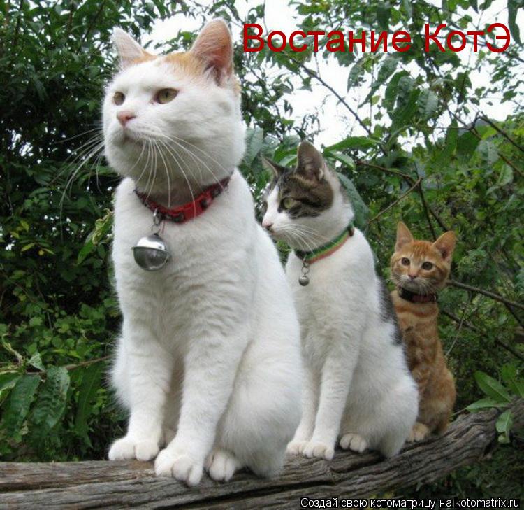 Котоматрица: Востание КотЭ