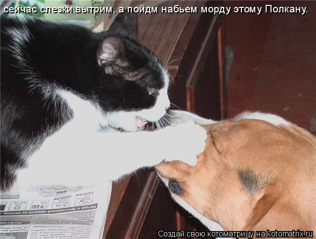 Котоматрица: сейчас слезки вытрим, а пойдм набьем морду этому Полкану.