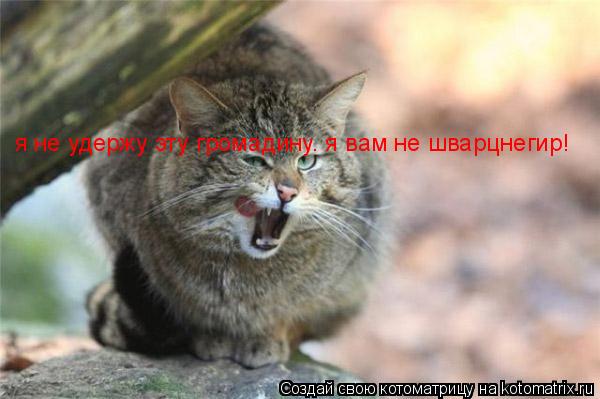 Котоматрица: я не удержу эту громадину. я вам не шварцнегир!