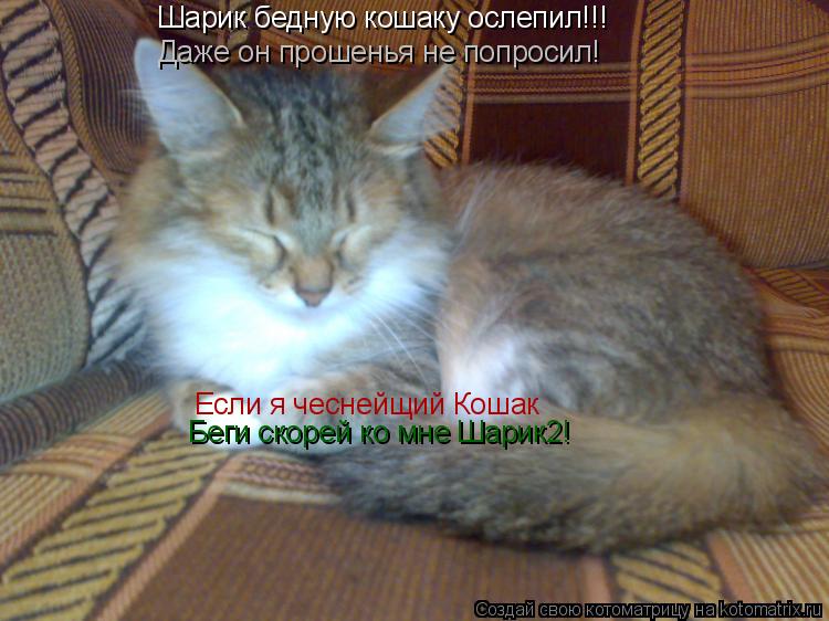 Котоматрица: Шарик бедную кошаку ослепил!!! Даже он прошенья не попросил! Если я чеснейщий Кошак Беги скорей ко мне Шарик2!