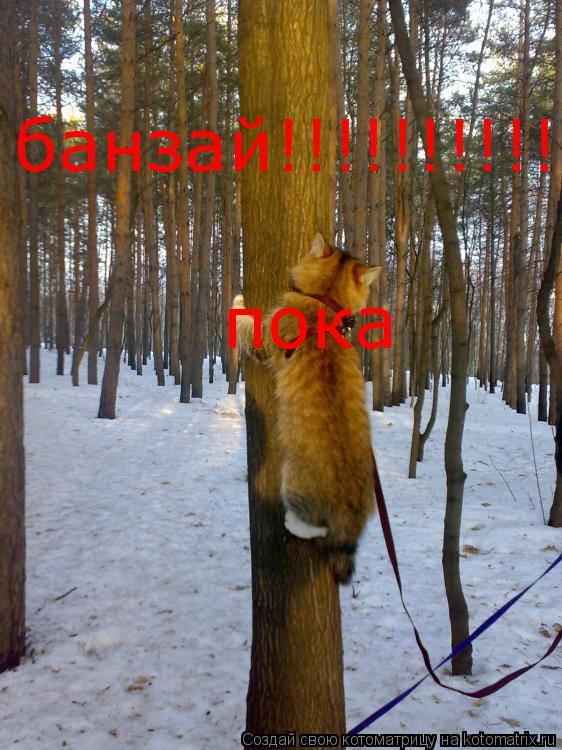 Котоматрица: банзай!!!!!!!!!! пока