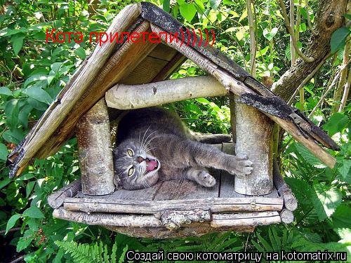 Котэ прилетели))))))... Котоматрица: Котэ прилетели))))))