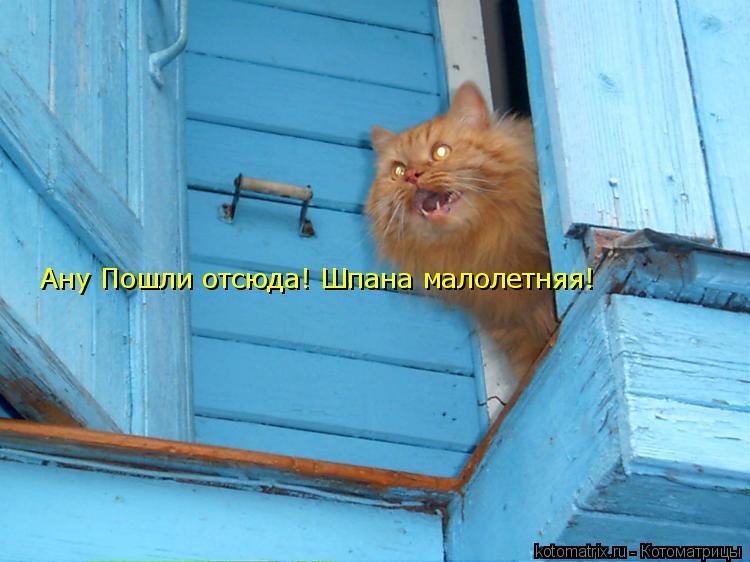 Ану Пошли отсюда! Шпана малолетняя!... Котоматрица: Ану Пошли отсюда! Шпана малолетняя!
