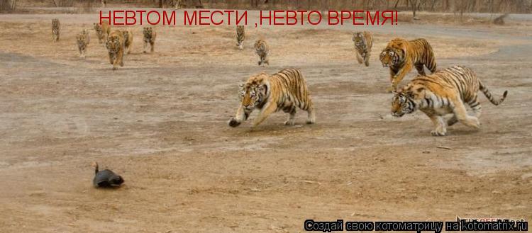 НЕВТОМ МЕСТИ ,НЕВТО ВРЕМЯ!... Котоматрица: НЕВТОМ МЕСТИ ,НЕВТО ВРЕМЯ!